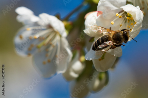 Bienchen 2