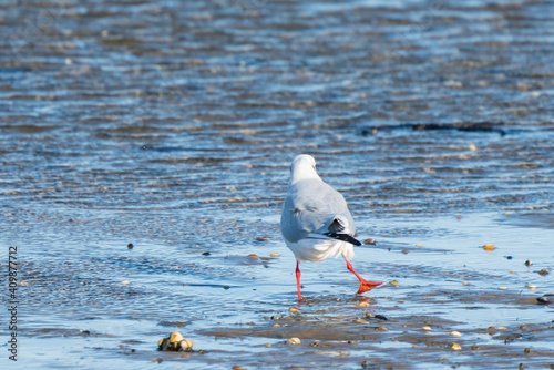 Tanzende Möwe
