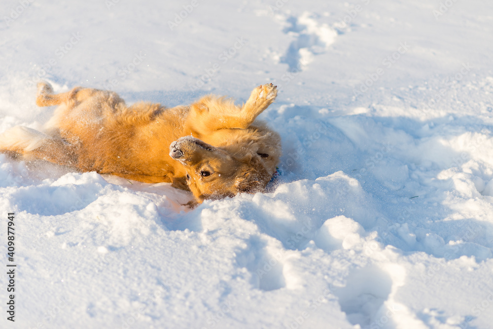 Golden Retriever playing on his back outside in cold winter evening snow.