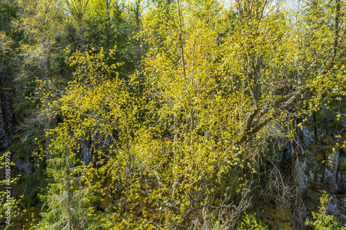Lush birch tree in sunlight at spring