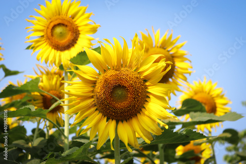 Sunflowers in bloom Late morning