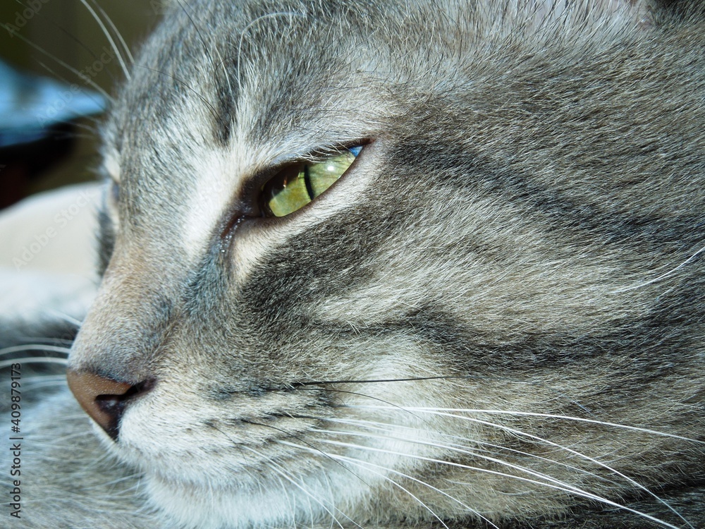 Cat Cat