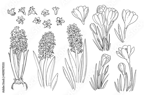Flowers vector line drawing. Hyacinths. Crocuses. Flowers line drawn on a white background. Sketch hyacinth. Spring flowers. photo