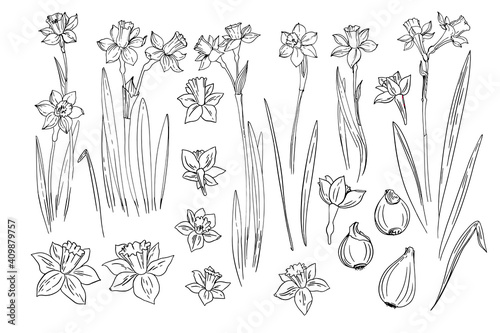 Flowers vector line drawing. Daffodils line drawn on a white background. Spring flowers. Sketch black line.