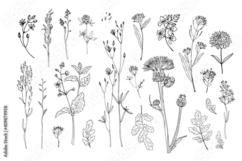 Flowers vector line drawing. Field herbs and flowers