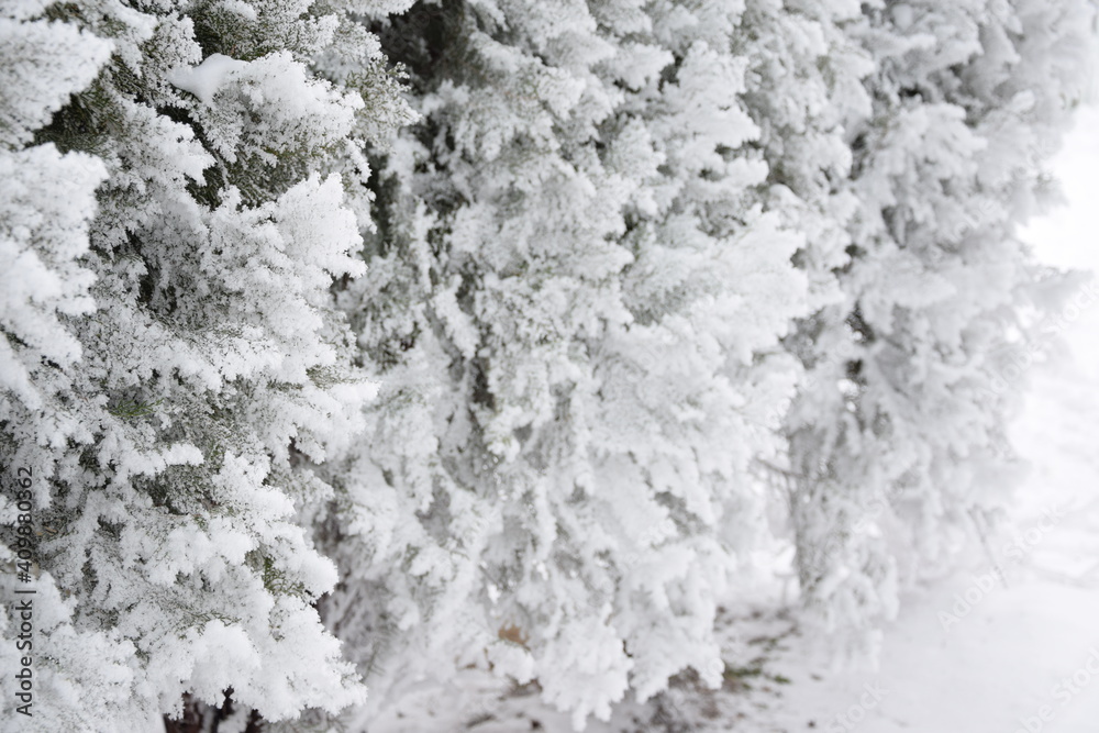 Thuja hedge with frozen and snow covered branches, rime, hoarfrosted evergreen for background with copy space, winter background