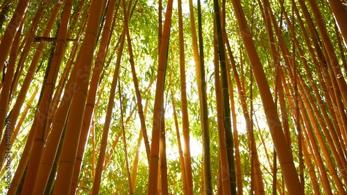 Bamboo forest  exotic asian tropical atmosphere. Green trees in meditative feng shui zen garden. Quiet calm grove  morning harmony freshness in thicket. Japanese or chinese natural oriental aesthetic.