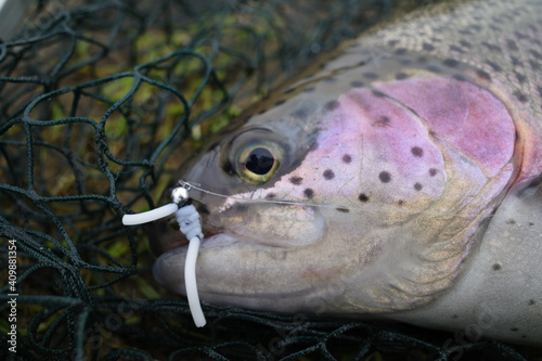 trout with fly 