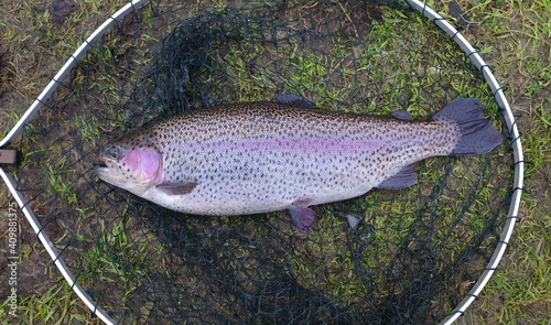 fish on a fishing hook
