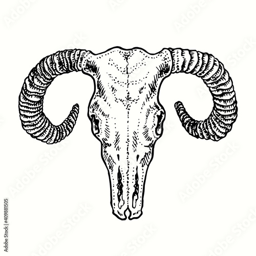 Ram skull, front view. Ink black and white drawing. Vector illustration