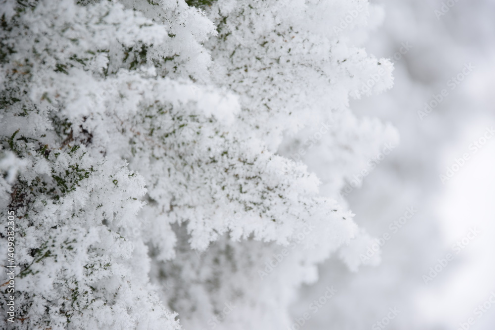 Thuja frozen and snow covered branches in hedge, rime, hoarfrosted green leaves for background with copy space, winter background