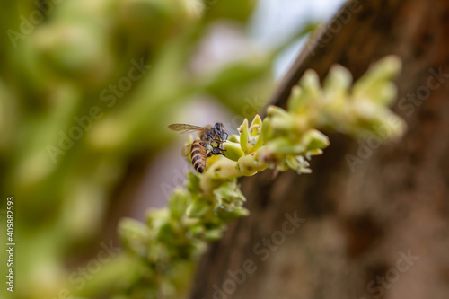 Bees collect nectar © noppakit rattanathon