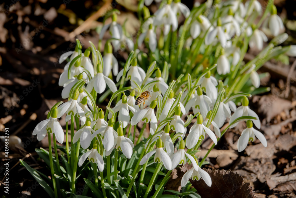 Biene im Anflug auf Schneeglöckchen Blüte Biene im Anflug auf Schneeglöckchen Blüte