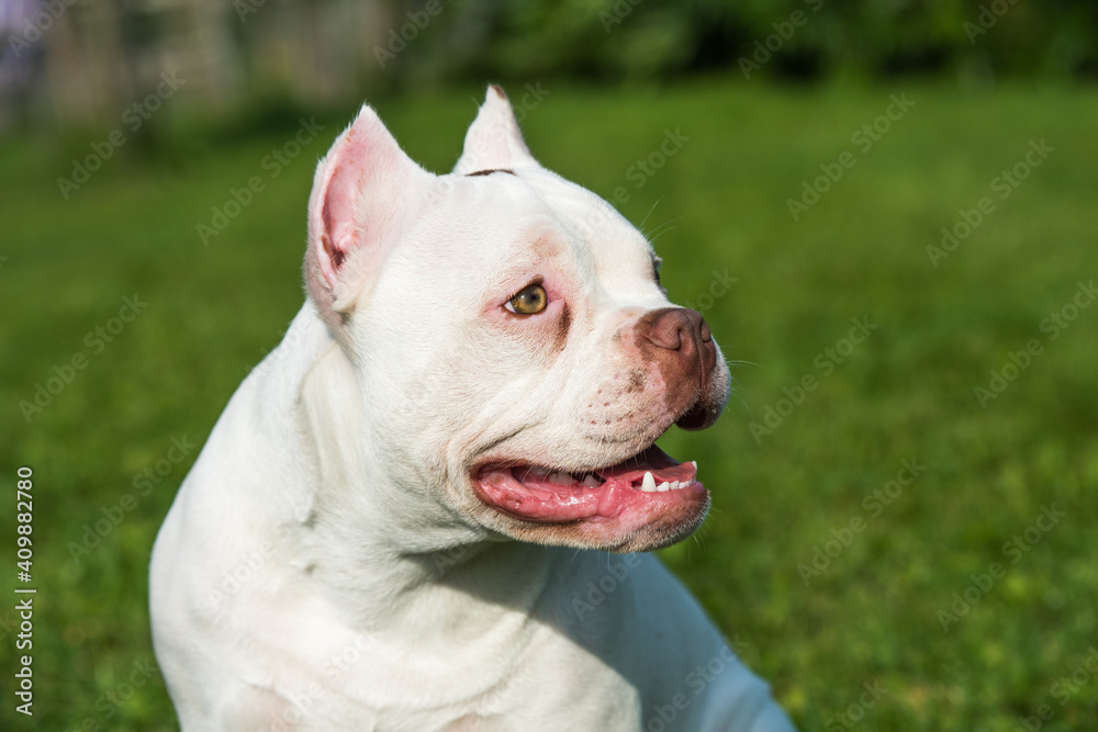 American Bully puppy dog sitting on green grass