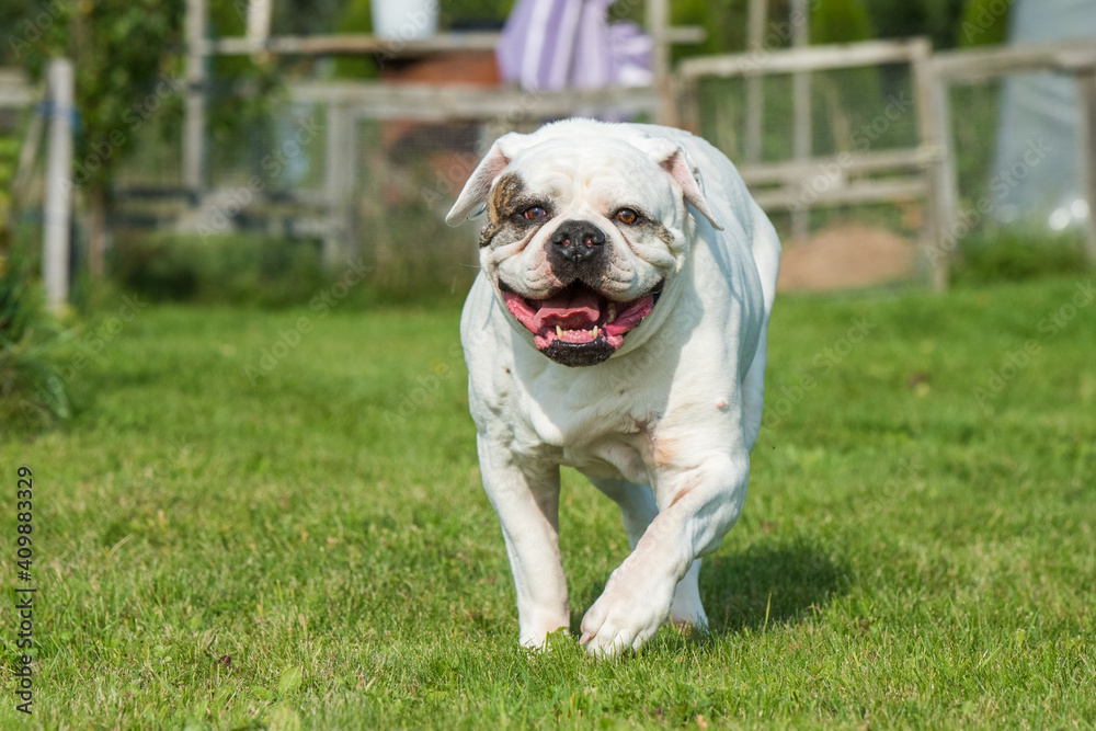 White coat American Bulldog dog in move on grass