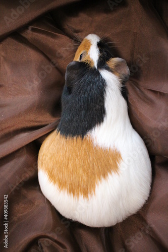 spotted guinea pig fat animal pregnant pets