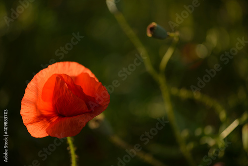 Poppies growing on Moravian meadow