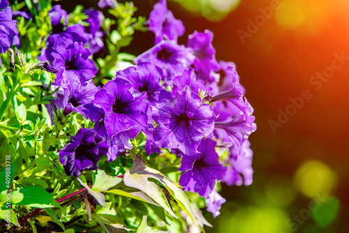 violet petunias grow on flower beds in the city 