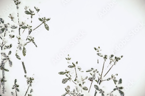 Azalea plant hoarfrosted  rime on leaves for white background with snow