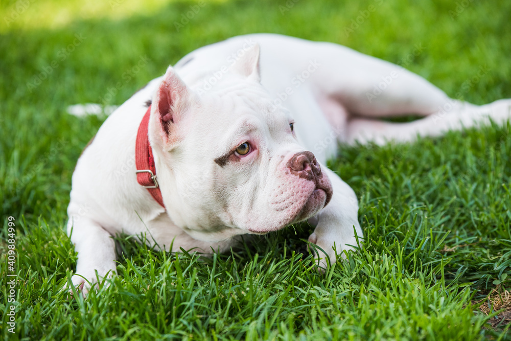 American Bully puppy dog lies on green grass