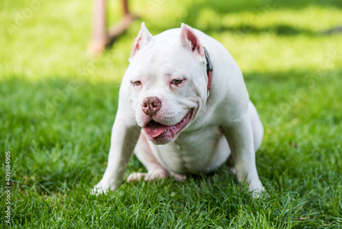 American Bully puppy dog sitting on green grass © zanna_