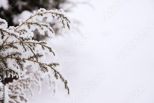 Juniper branches hoarfrosted  rime and snow  natural winter background white space for text