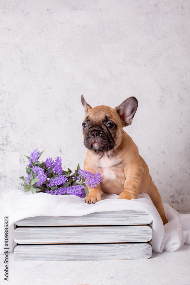french bulldog puppy in a basket with flowers