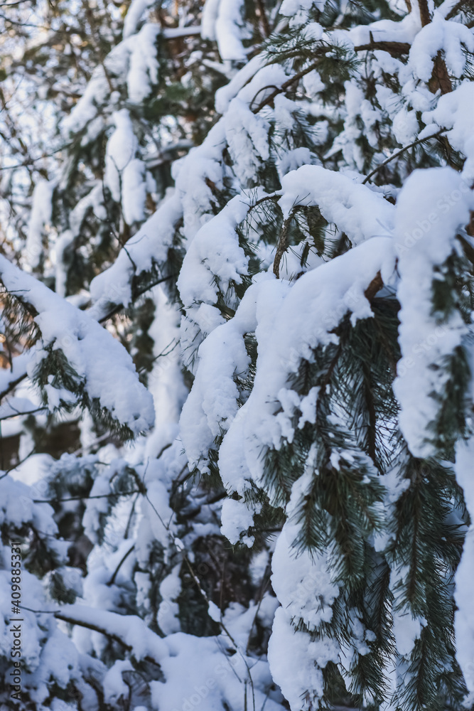 snow covered pine tree