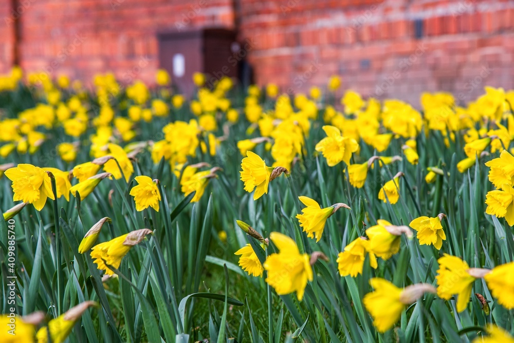 Narcissus field on sunny day , 