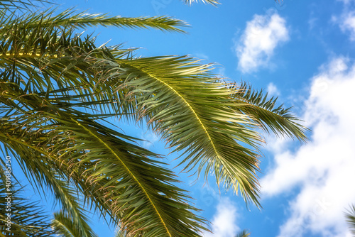 Palm tree green leaves against blue sky, sunny travel tropical background, summer holidays and relax concept