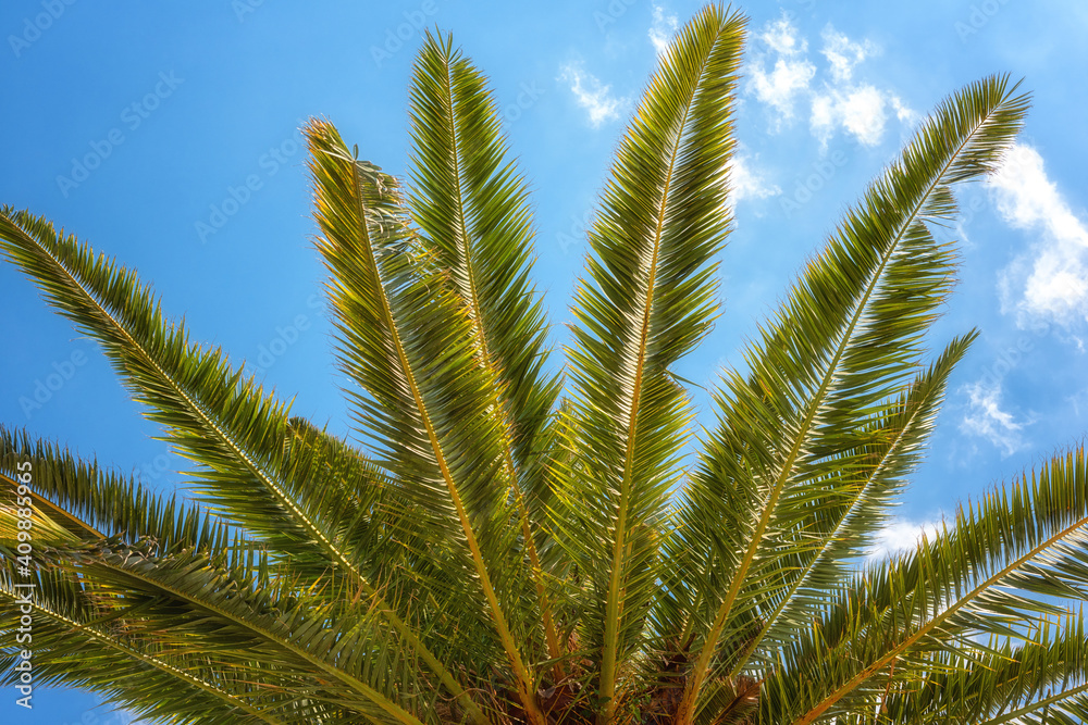 Palm tree green leaves against blue sky, sunny travel tropical background, summer holidays and relax concept Palm tree green leaves against blue sky, sunny travel tropical background, summer holidays and relax concept