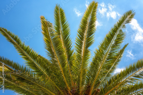 Palm tree green leaves against blue sky  sunny travel tropical background  summer holidays and relax concept