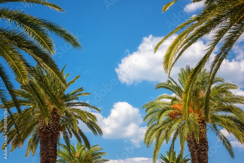 Palm tree against blue sky  sunny travel background  summer holidays and relax concept. Evergreen plant with date fruits