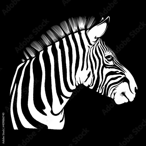 Zebra head african mascot. Safari zebra vector illustration for use as print  poster  sticker  logo  tattoo  emblem and other.