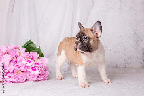 a French bulldog puppy stands on a gray background with flowers © Olesya Pogosskaya