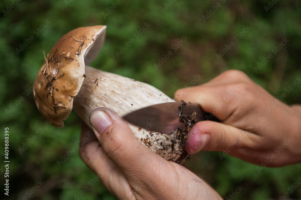 boletus organic nature forest mushroom