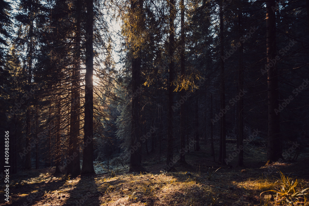 coniferous forest coniferous forest