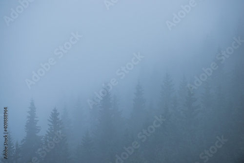 coniferous forest silhouette fog