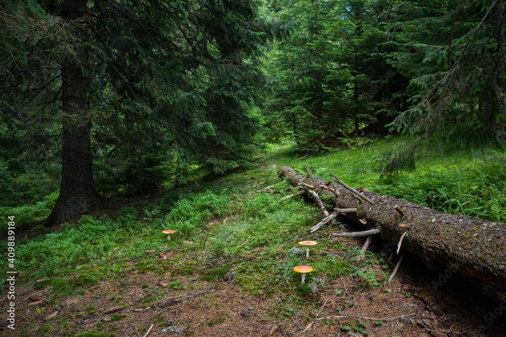 northern forest landscape with amanita mushrooms northern forest landscape with amanita mushrooms