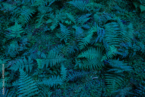 magical natural fern abstract creative background