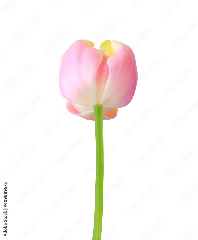 Fototapeta premium Tulip flower isolated on white background. Useful for beautiful floral design on holiday like 8 March (International Women day), Mother's day gift card, Easter