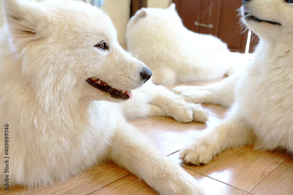 Samoyeds dog is sleeping in the house, Teasing for fun of the pet.