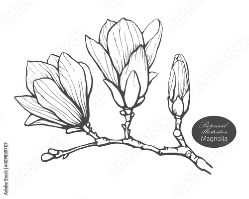 Organic botanical design template. Hand drawn Vector magnolia flower illustration