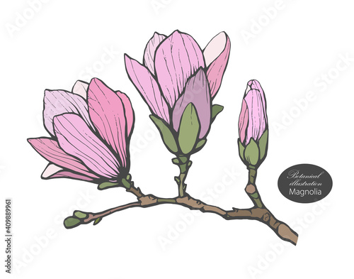 Organic botanical design template. Hand drawn Vector color magnolia flower illustration