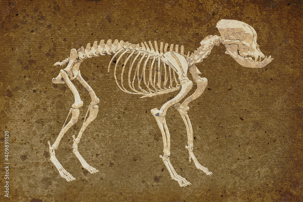 Fototapeta premium Canine skeleton in retro style