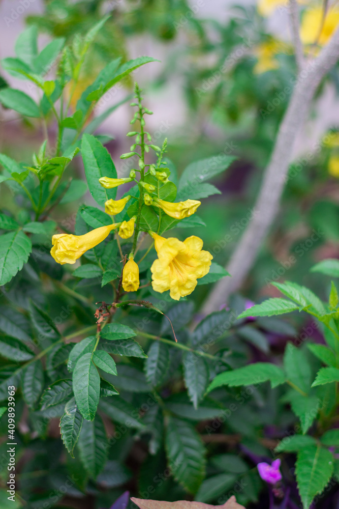 Yellow beautiful flowers on a branch with light green leaves. Landscaping design Yellow beautiful flowers on a branch with light green leaves. Landscaping design
