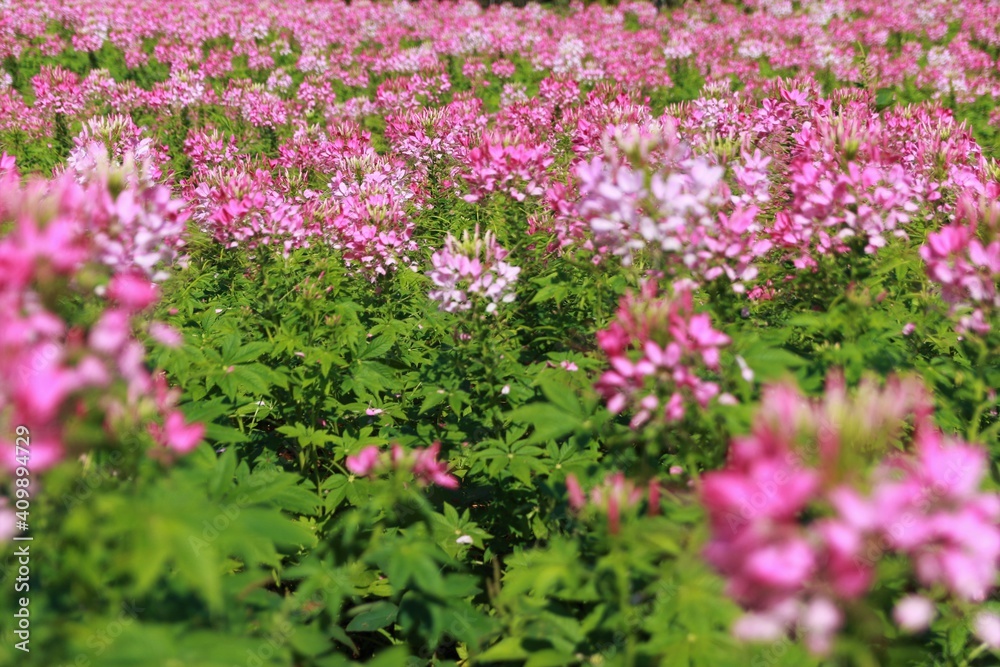 Pink spider flower or cleome spinosa linn, close up in the garden.