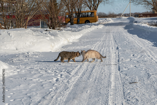 Photography cats in the winter