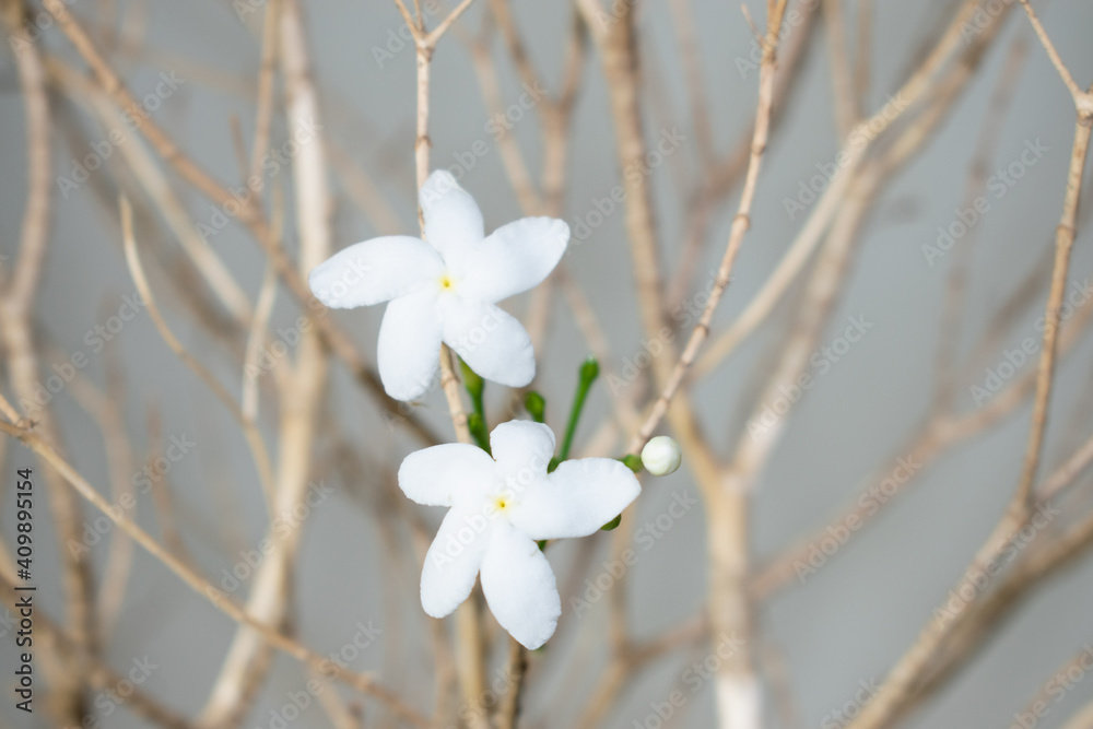 White flowers sprout from dry trees.
The concept of global warming White flowers sprout from dry trees.
The concept of global warming