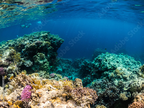 Fototapeta Naklejka Na Ścianę i Meble -  Colorful underwater view of coral reef in Red sea